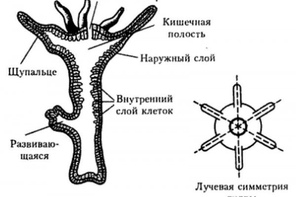 Кракен даркнет войти